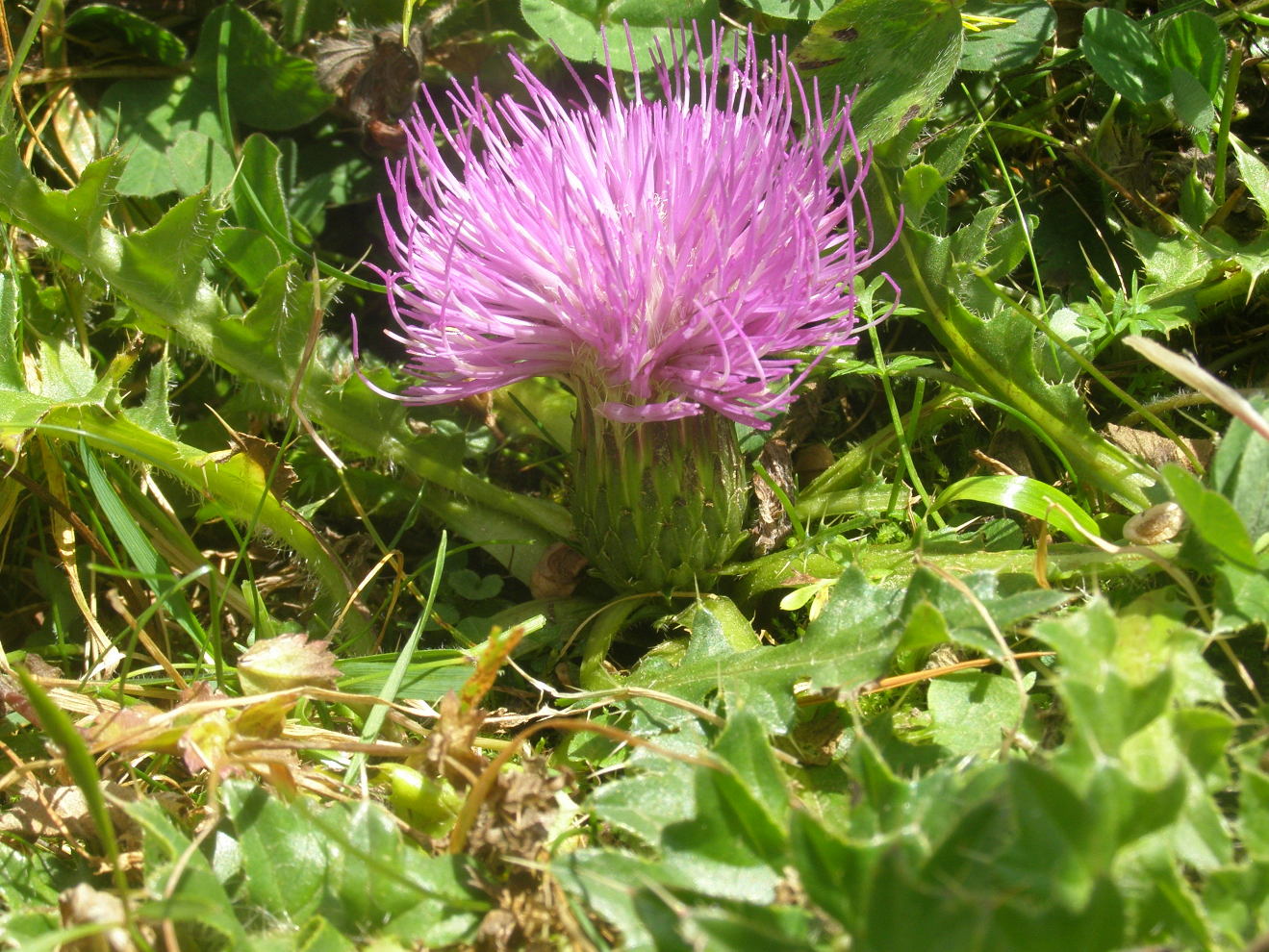 Cirsium acaulon (=acaule) / Cardo nano